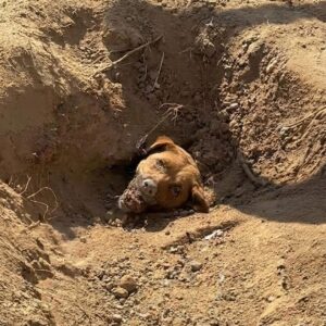Golfers Rescue Mother Dog and Her Seven Puppies from a Shocking Grave