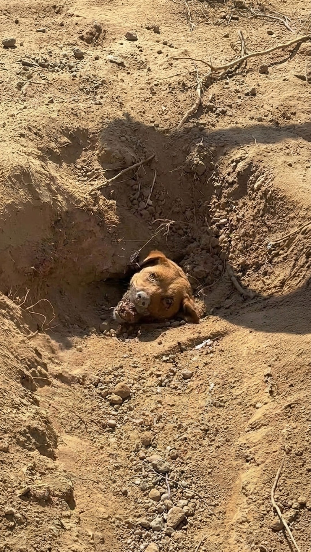 Golfers Rescue Mother Dog and Her Seven Puppies from a Shocking Grave