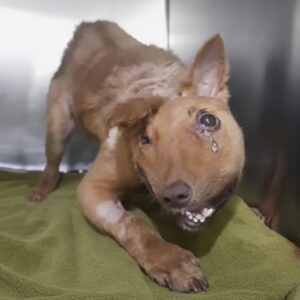 Rescue Team Finds Terrified Dog Hidden in Drainage Canal
