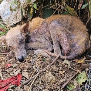 Dog Rescued After Three Years of Despair Chained in a Yard
