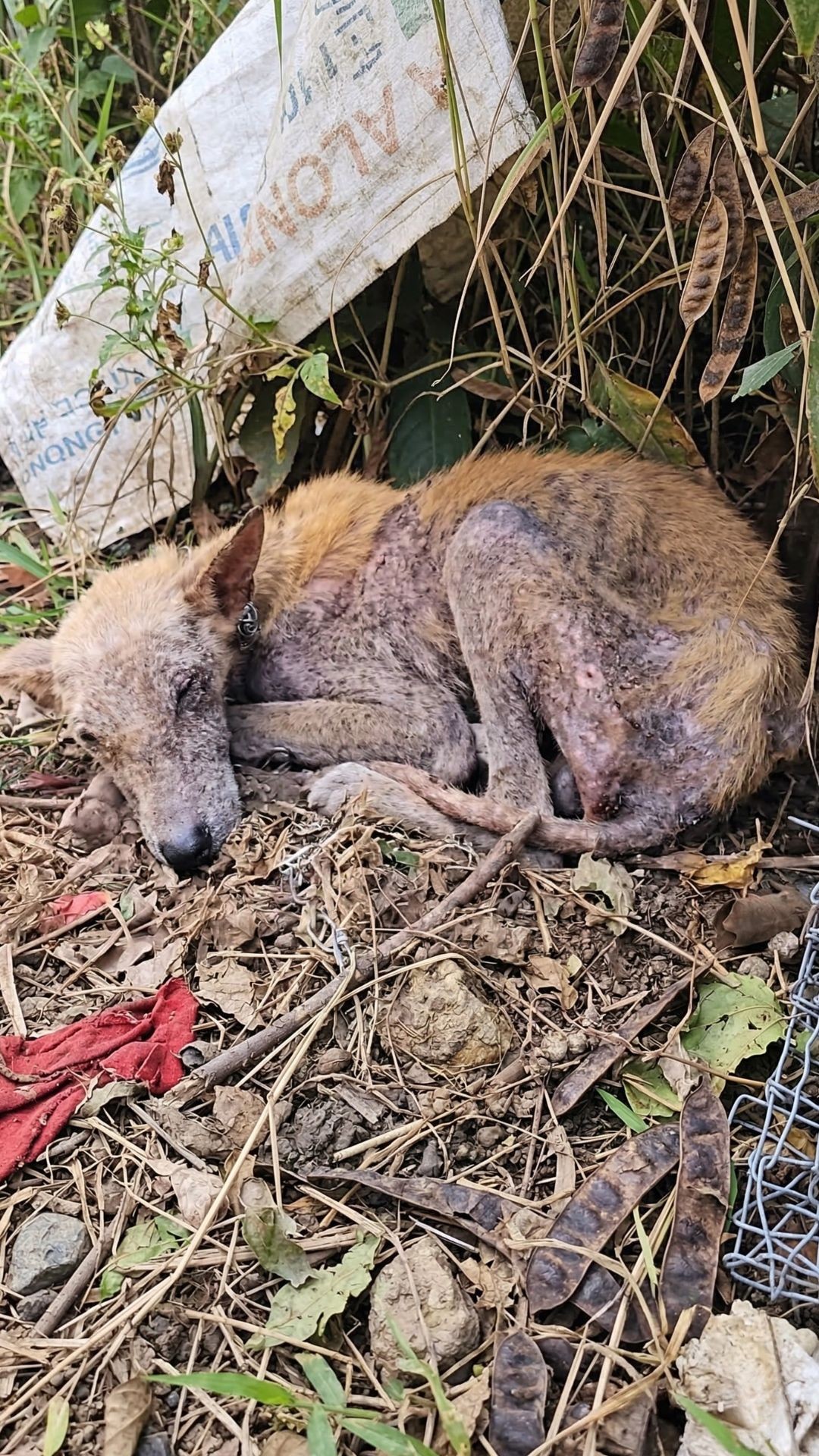 Dog Rescued After Three Years of Despair Chained in a Yard