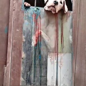 Bony's First Tail Wag Signals a Growing Trust After Rescue