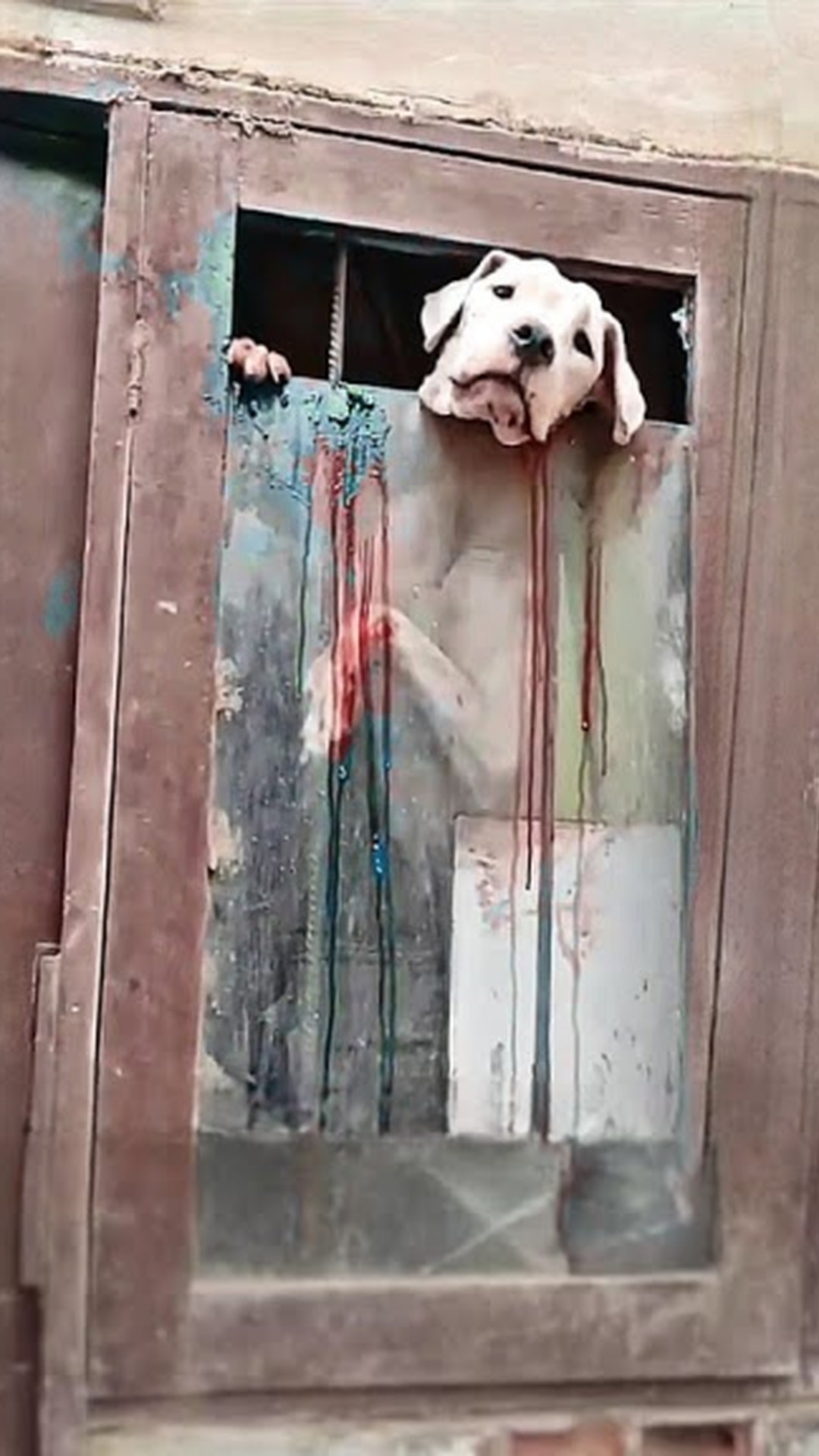 Bony's First Tail Wag Signals a Growing Trust After Rescue