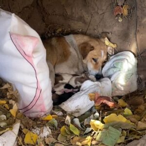 Mother Dog Brings Her Puppies to Safety After Weeks of Winter Struggle