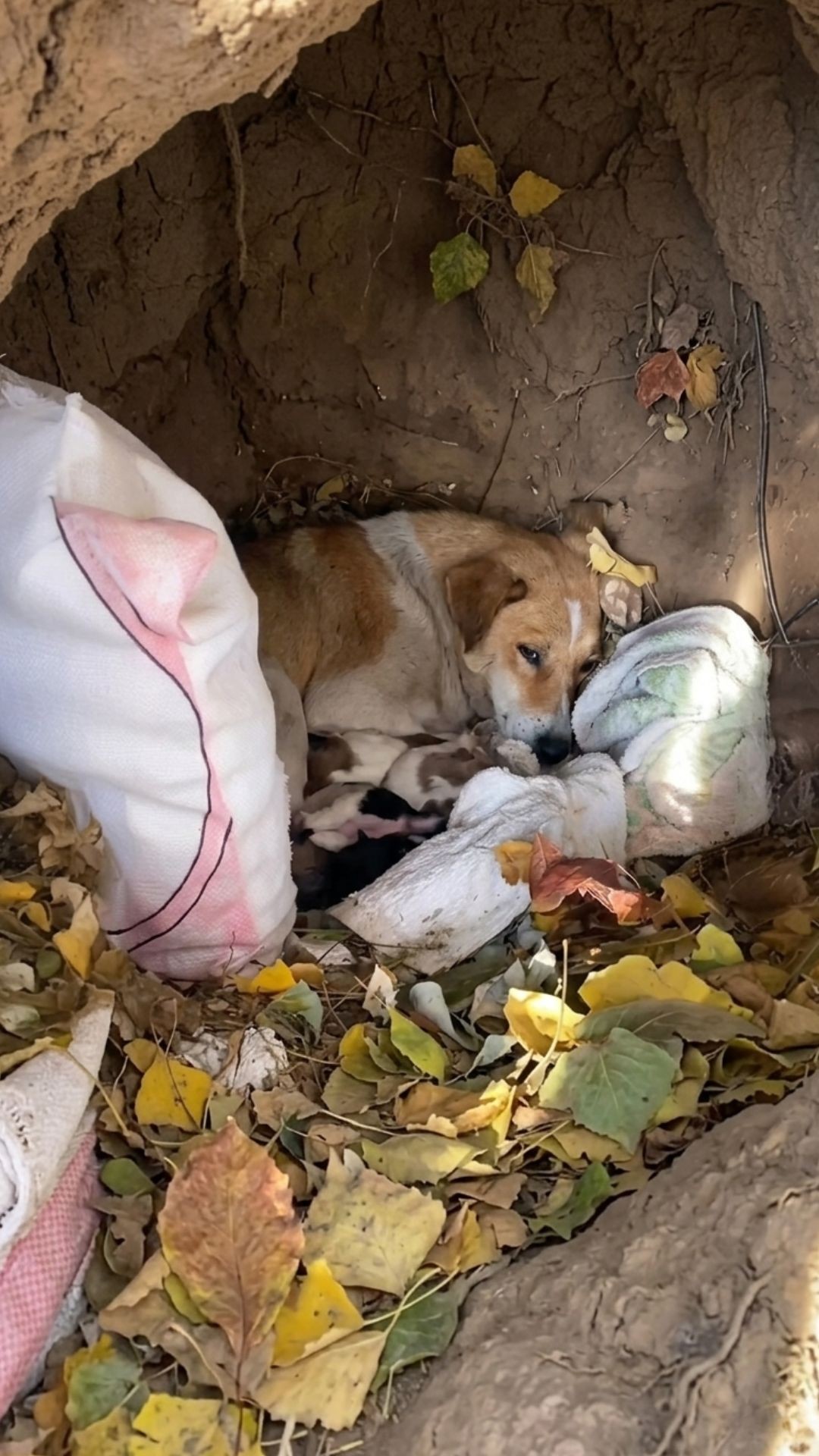 Mother Dog Brings Her Puppies to Safety After Weeks of Winter Struggle