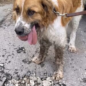 Thunder's Remarkable Recovery: From Chains to Comfort in Just Five Months