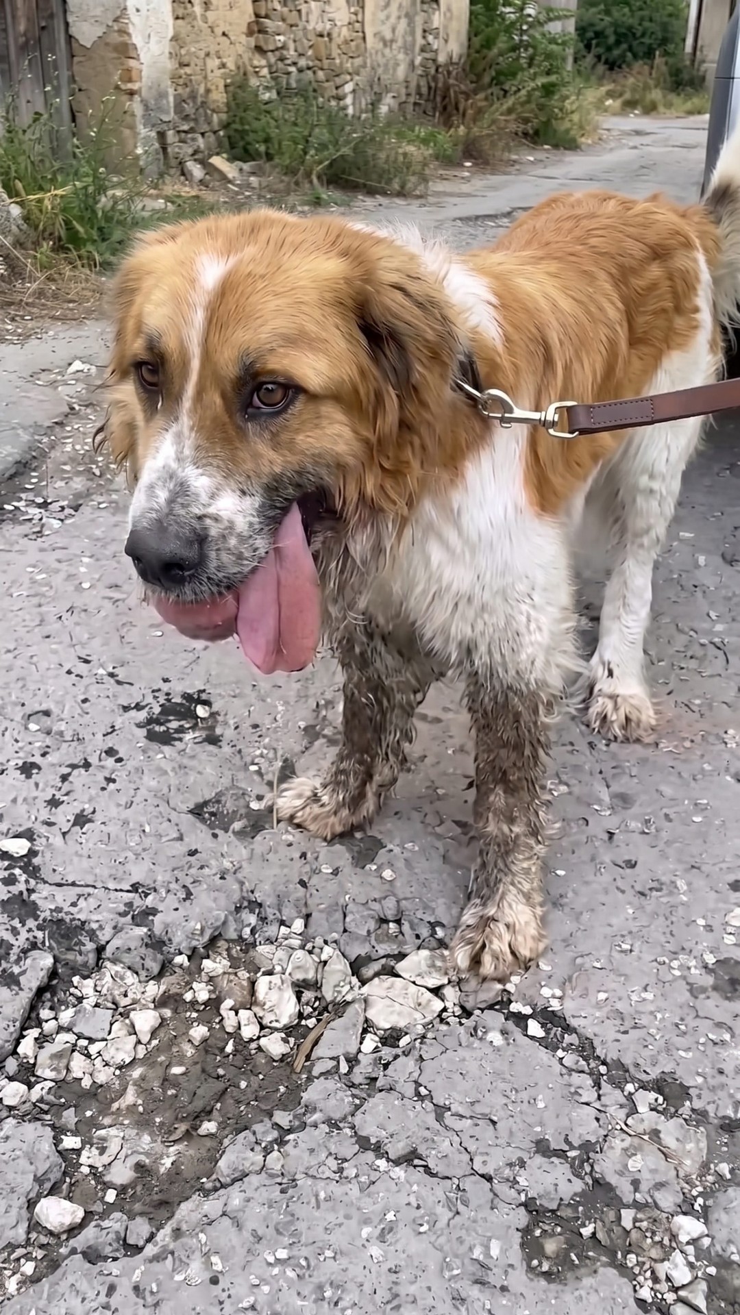 Thunder's Remarkable Recovery: From Chains to Comfort in Just Five Months