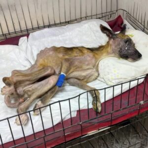 Dairn's Progress: From Neglect to Joy over Six Transformative Months