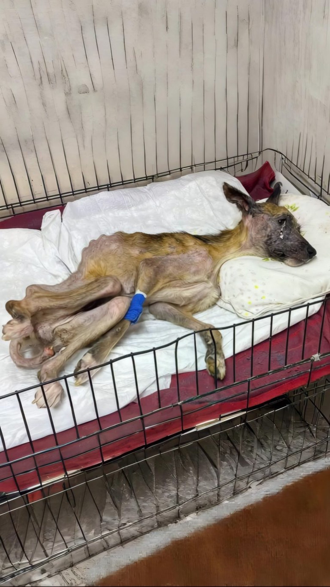 Dairn's Progress: From Neglect to Joy over Six Transformative Months