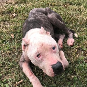From Starvation in the Shadows to a Loving Family: Halo's Transformation