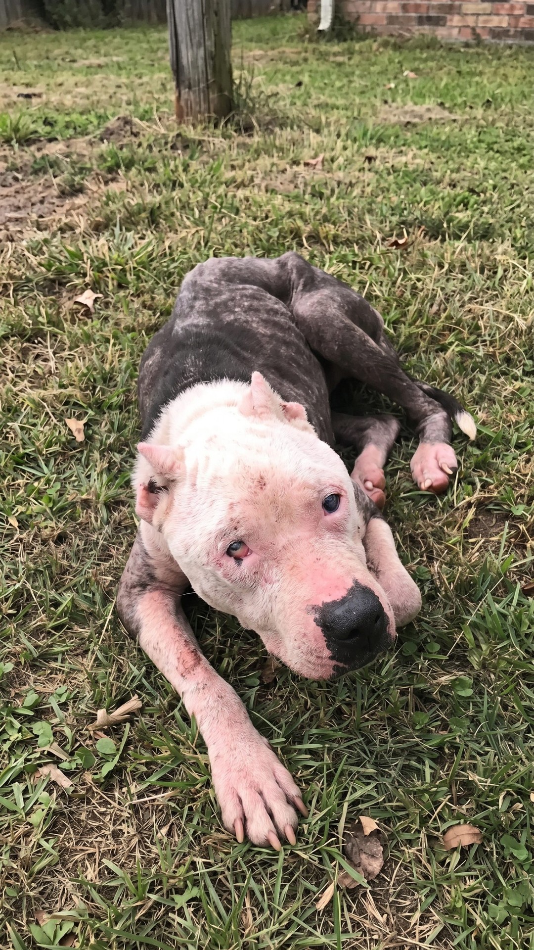From Starvation in the Shadows to a Loving Family: Halo's Transformation