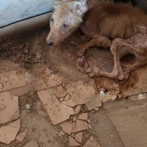 Tres's Journey: From Critical Condition to Playful Recovery in 38 Days