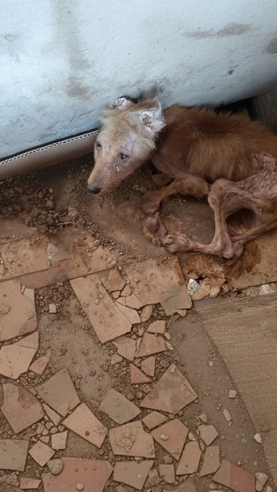 Tres's Journey: From Critical Condition to Playful Recovery in 38 Days