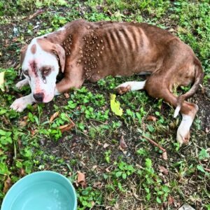 Frail Dog Rescued from Concrete After Suffering Severe Neglect