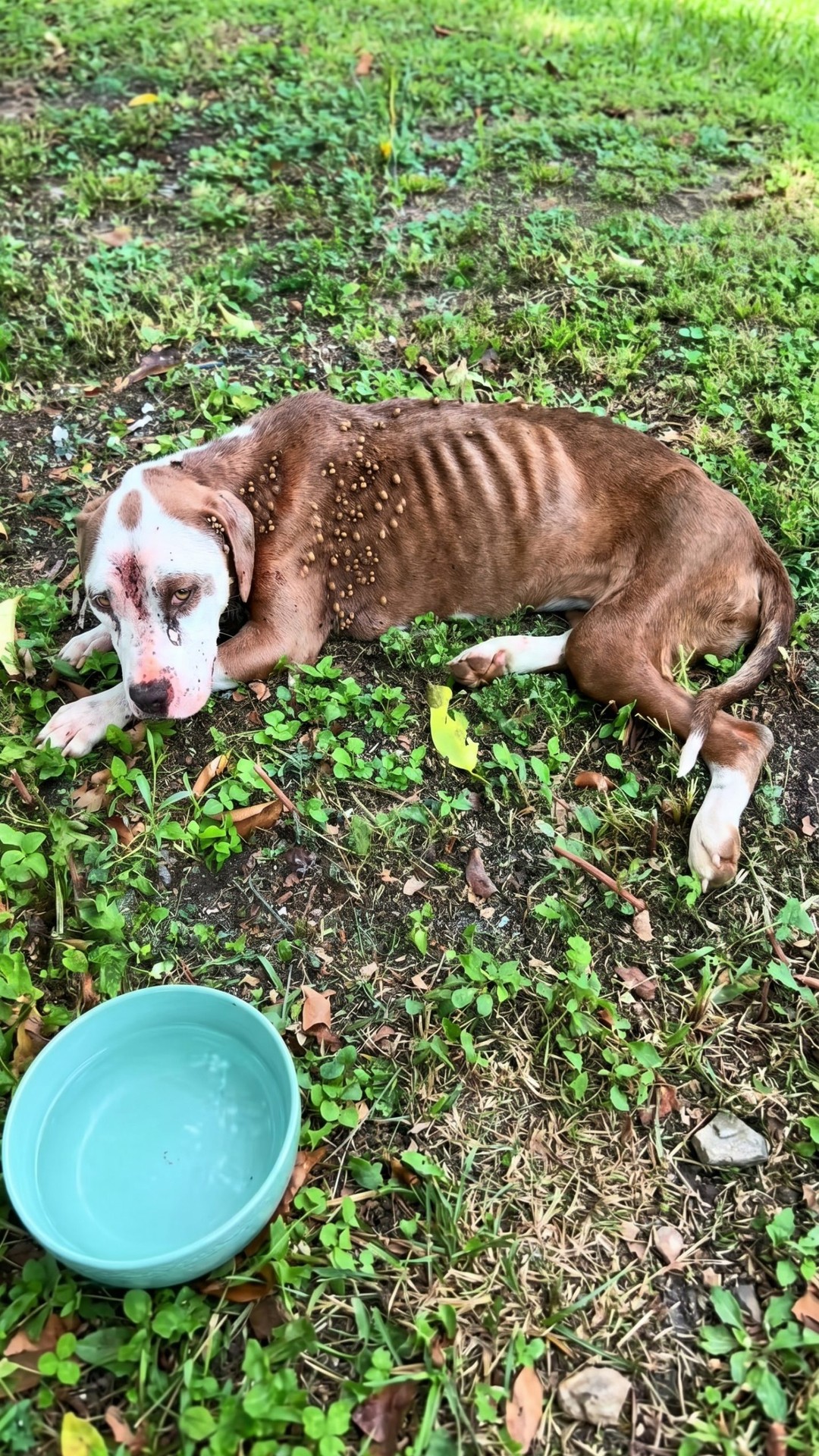 Frail Dog Rescued from Concrete After Suffering Severe Neglect