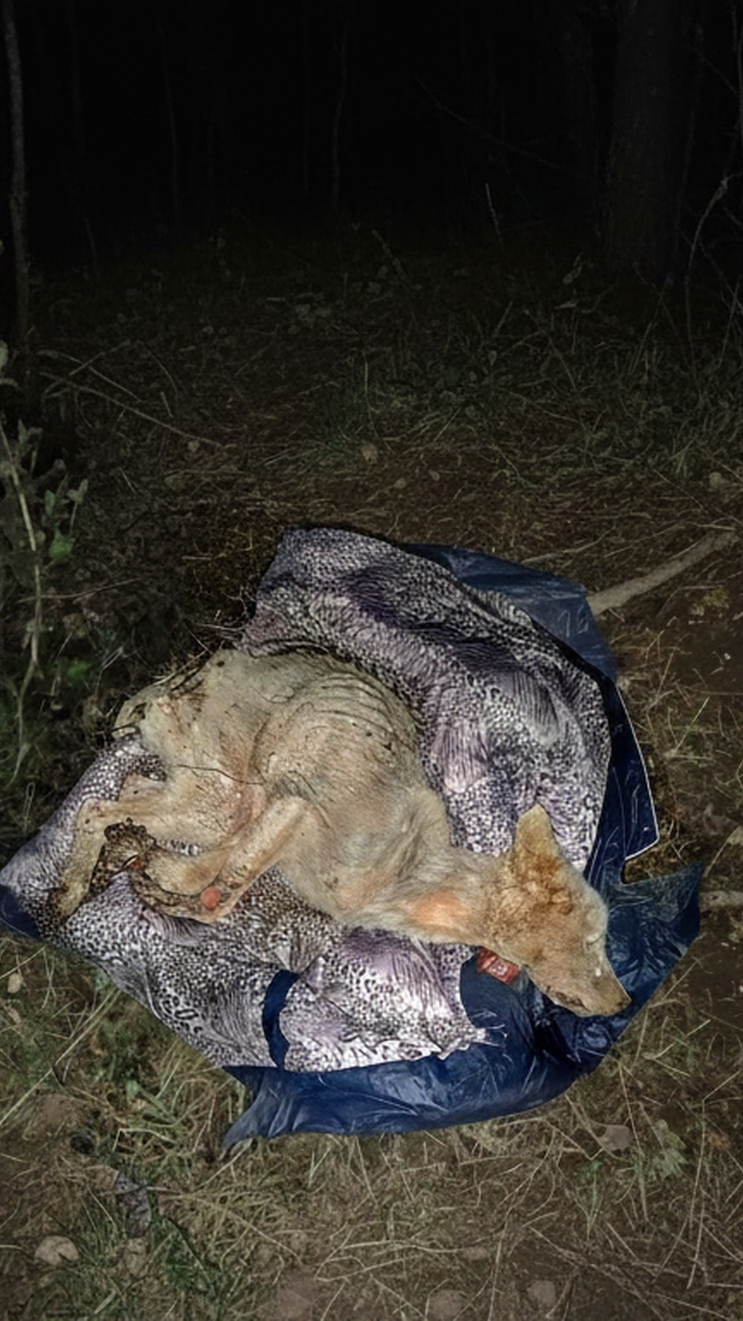 Eva's First Steps: A Remarkable Turnaround from Near Death