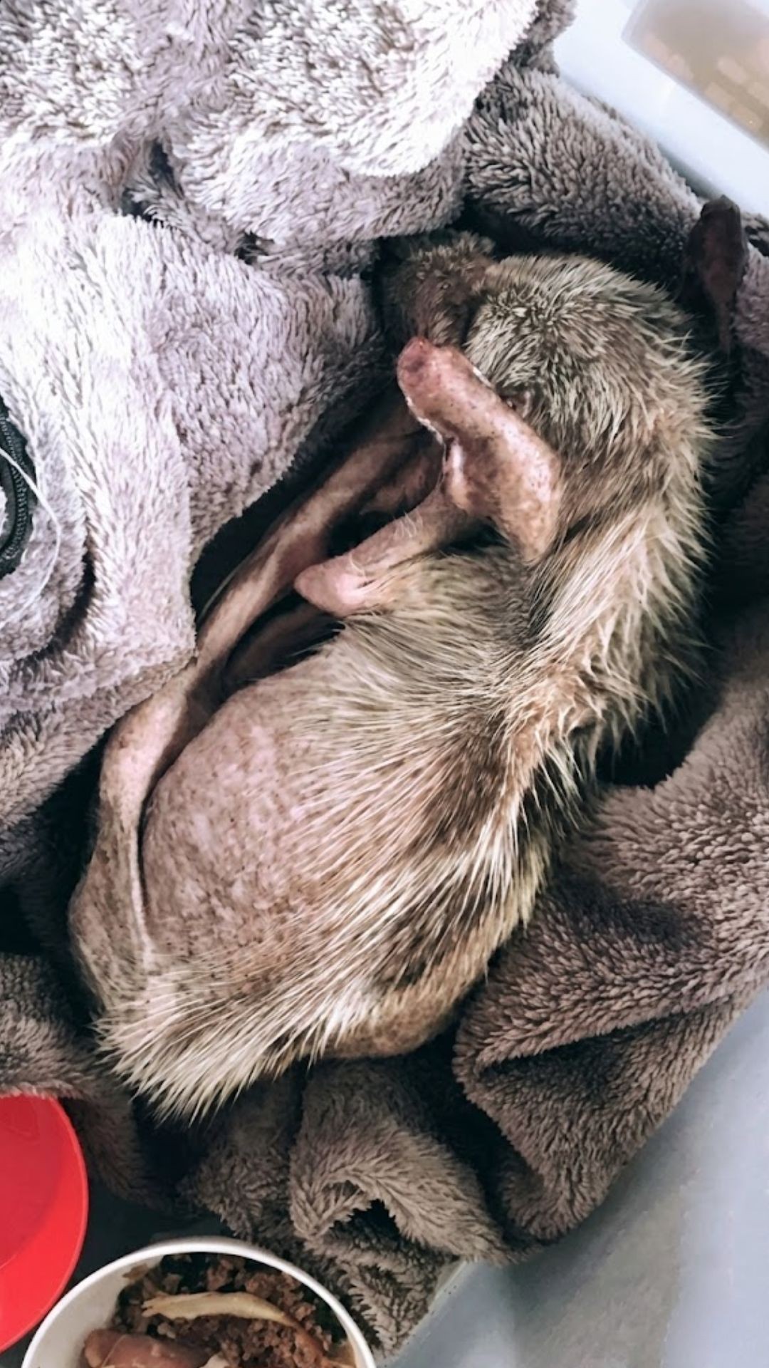 Rescue Reveals Terrified Puppy Sadie's Transformation from Aggression to Trust