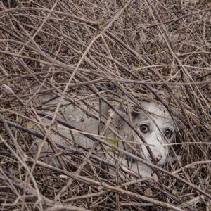Tiny Puppy Discovered Alone Among Thorny Bushes Finds Safety