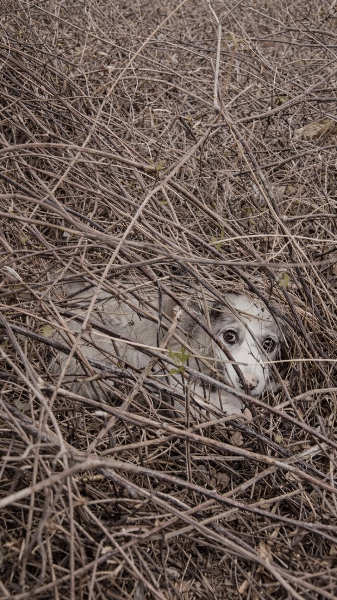 Tiny Puppy Discovered Alone Among Thorny Bushes Finds Safety