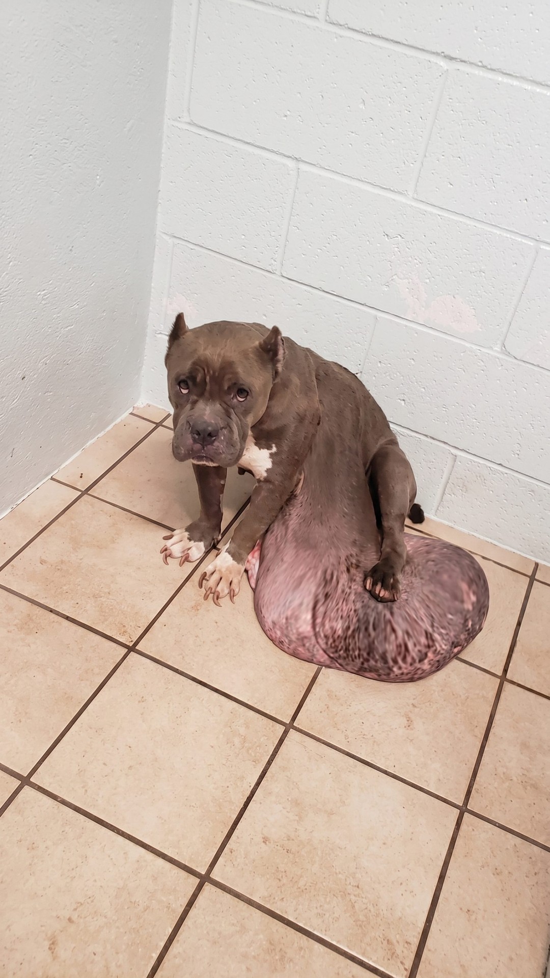 Rescue Team Shocked by Dog Found With a 15-Pound Tumor
