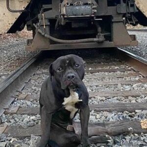 Rescue of Lucky: Abandoned Dog Found Near Train Tracks Fights for Life