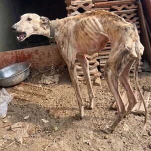 LuLu the Greyhound Blocks a Rescue Vehicle to Show Her Gratitude