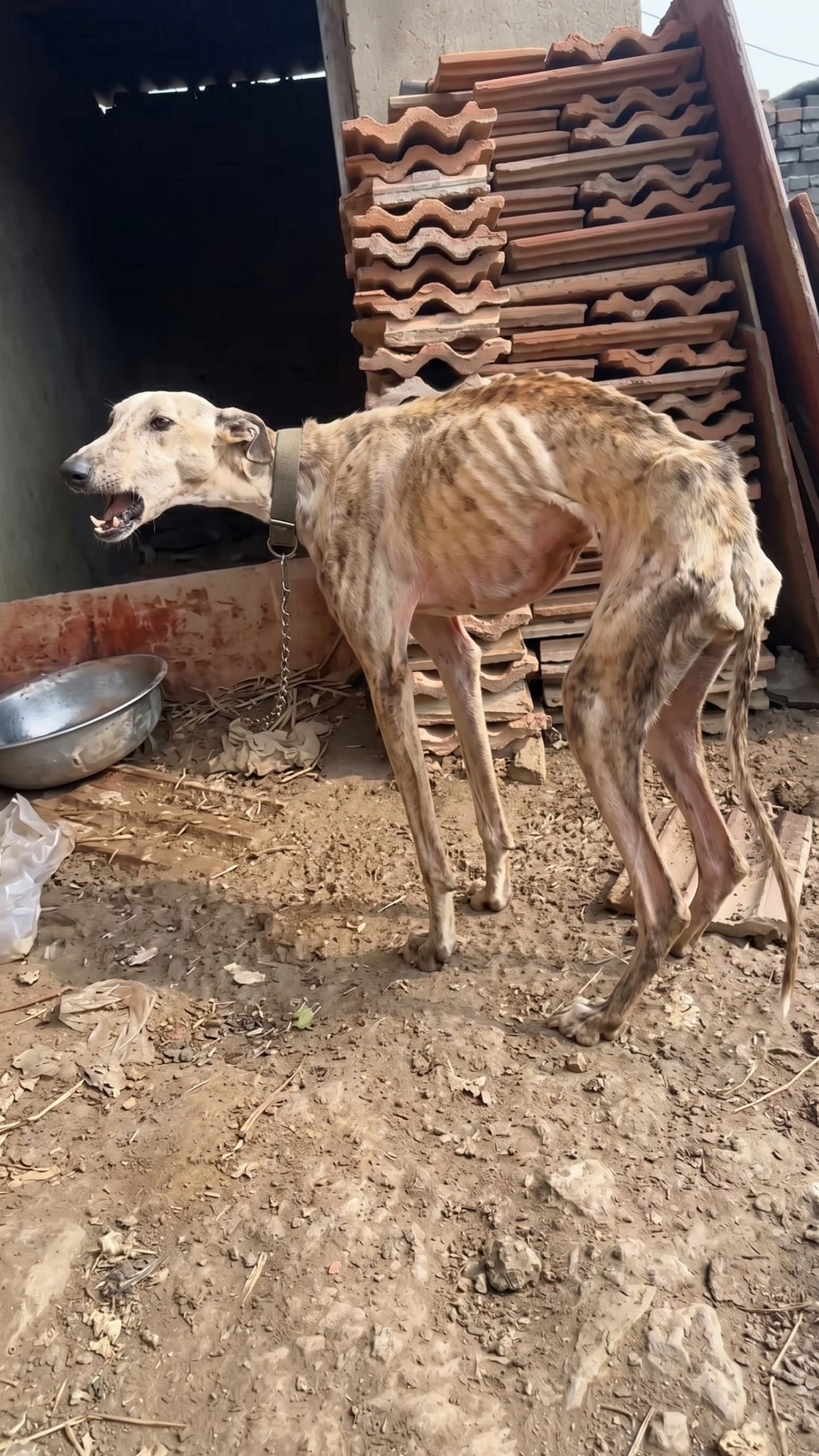 LuLu the Greyhound Blocks a Rescue Vehicle to Show Her Gratitude