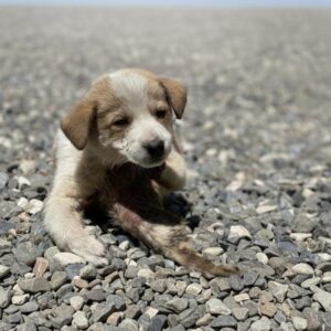 Nico’s Bold Step: First Tail Wag After Life-Saving Surgery