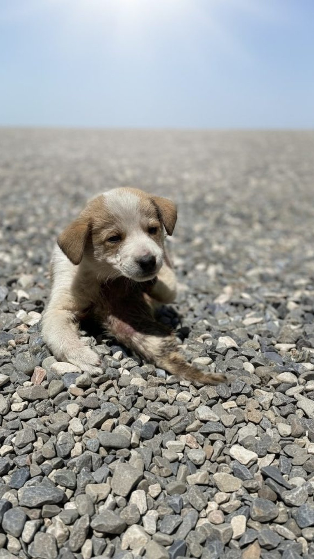 Nico’s Bold Step: First Tail Wag After Life-Saving Surgery