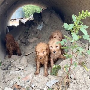 Four Rescued Puppies Overcome the Cold After a Heartbreaking Discovery
