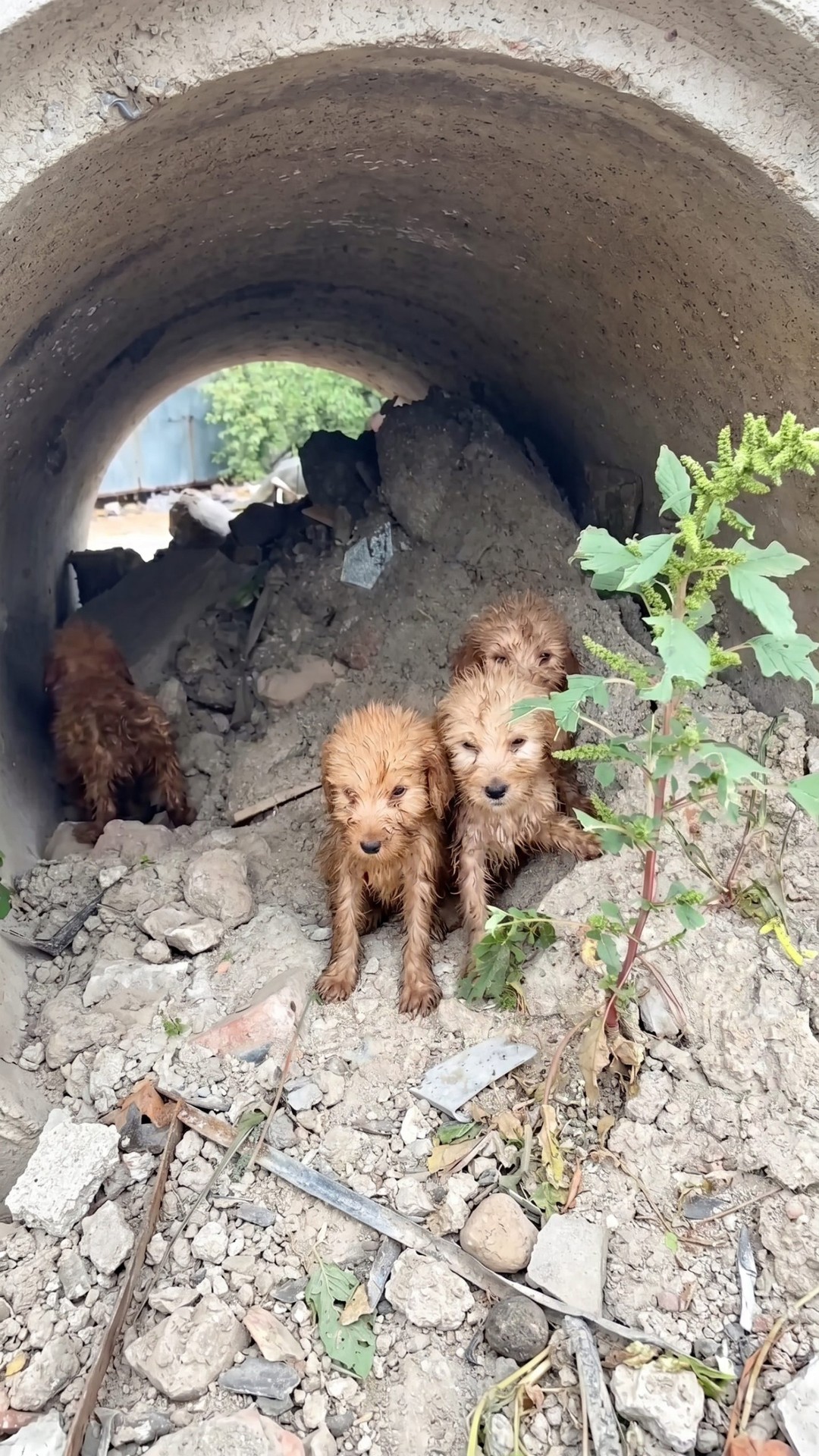 Four Rescued Puppies Overcome the Cold After a Heartbreaking Discovery