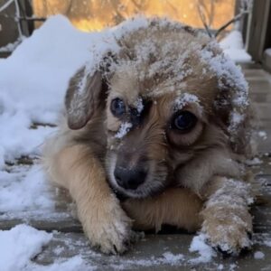 LittleFoot Takes His First Steps After Rescue from Frozen Porch