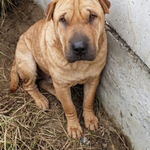 Marley and Her Puppy: A Rescue Journey from Darkness to Safety