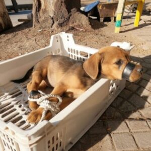 Three Rescued Animals Flourish After Compassionate Interventions
