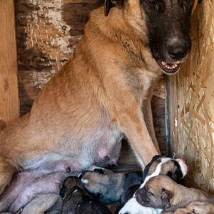 From Desperation Beneath a Trailer to a Loving Home: Kira and Her Puppies