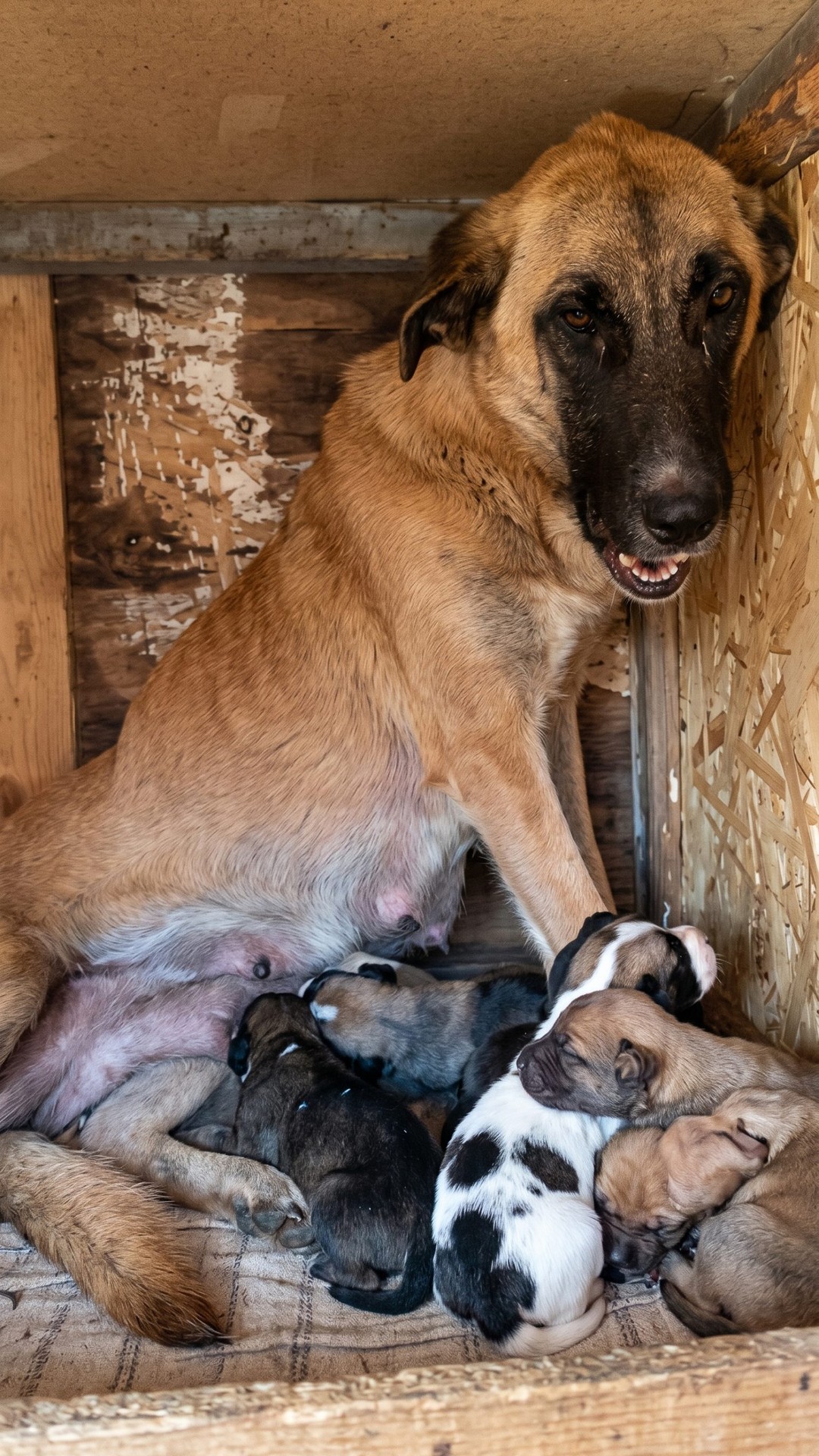 From Desperation Beneath a Trailer to a Loving Home: Kira and Her Puppies