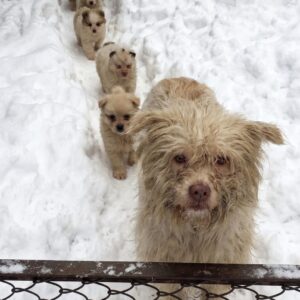 Mother Dog Rescued While Her Puppies Were Trapped Behind a Barrier