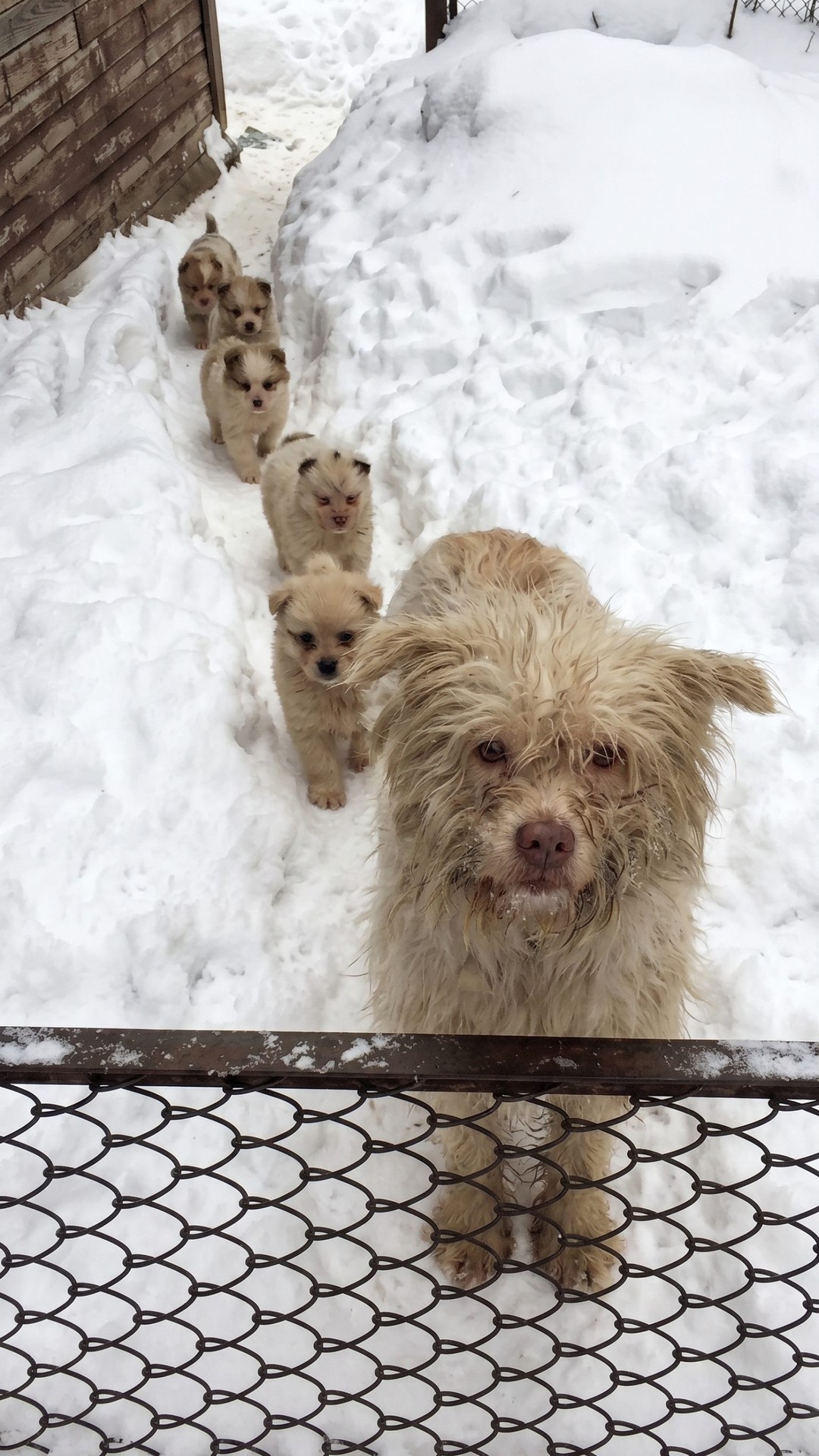 Mother Dog Rescued While Her Puppies Were Trapped Behind a Barrier