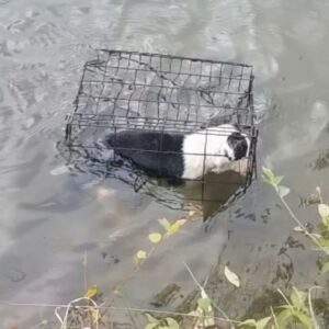 Dory’s Release from a Metal Cage Marks a New Beginning