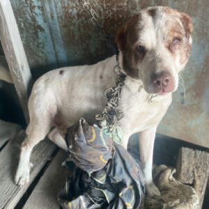 Blind Dog Found After Five Years on a Chain Finally Sees Again