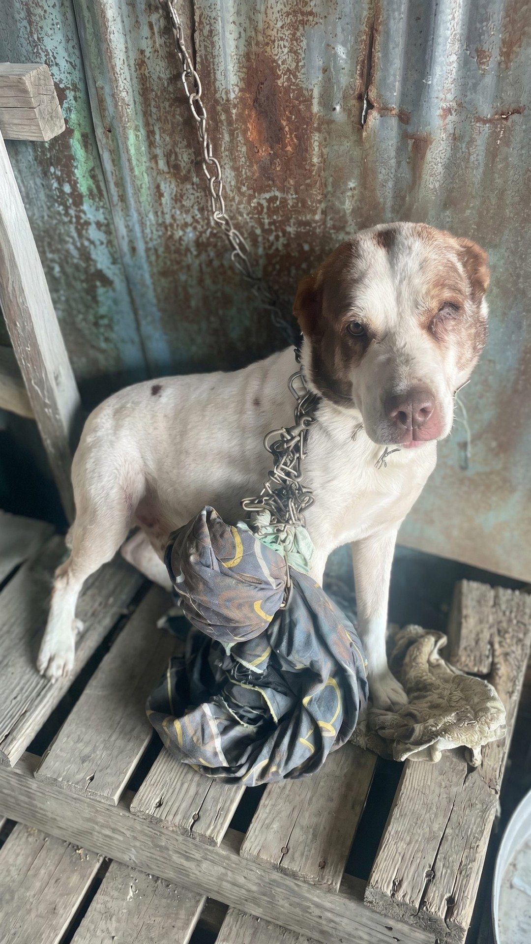 Blind Dog Found After Five Years on a Chain Finally Sees Again
