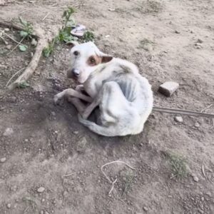 A Fragile Discovery: John Found in a Neglected Breeding Facility