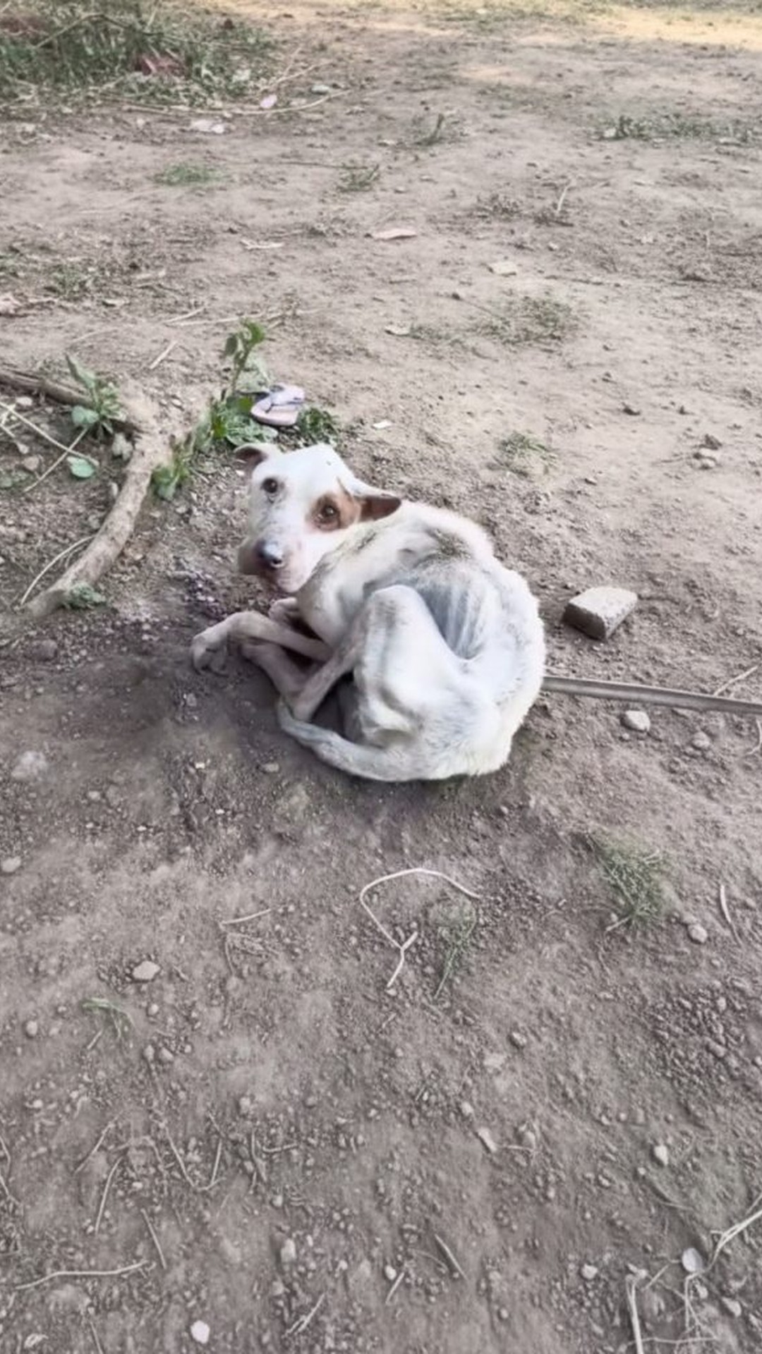A Fragile Discovery: John Found in a Neglected Breeding Facility