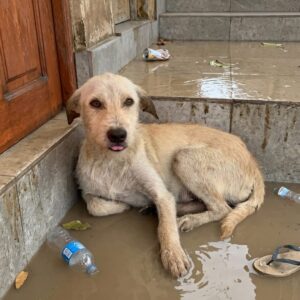 Mickey the Dog Joyfully Reunites with Her Rescuer After a Devastating Flood