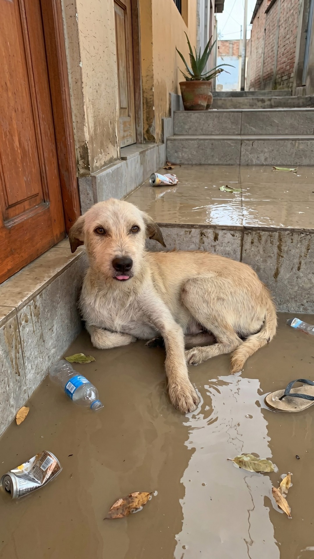 Mickey the Dog Joyfully Reunites with Her Rescuer After a Devastating Flood