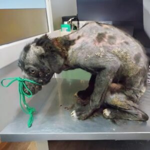 Isumu's Remarkable Transformation: From Roadside to Loving Home