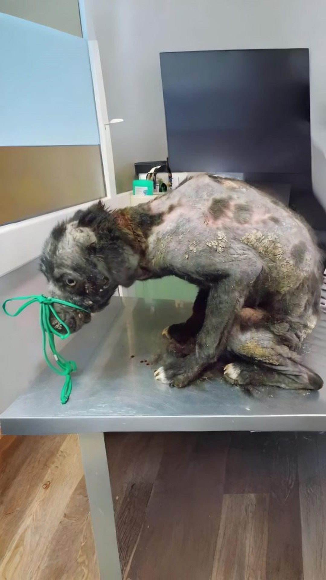 Isumu's Remarkable Transformation: From Roadside to Loving Home