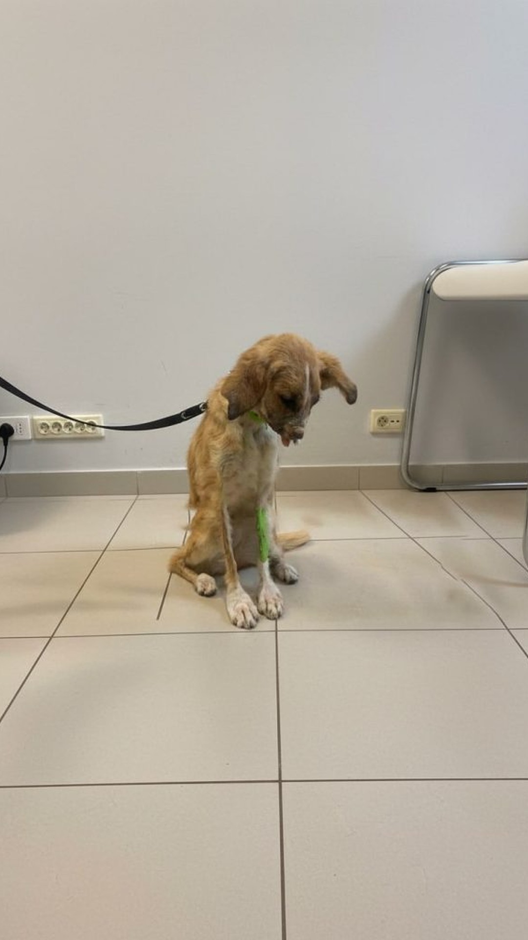 From Crisis to Comfort: Linda's Recovery Over Eight Weeks