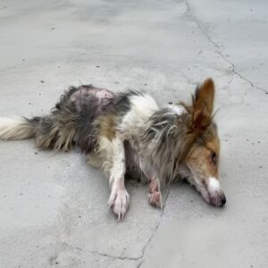 Little Lucky's Gradual Recovery: Overcoming Fear and Illness in Six Weeks