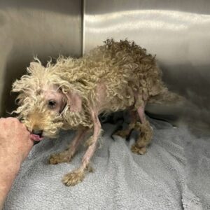 Timmy's Journey: From Frail Stray to Playful Companion in a Cozy Home